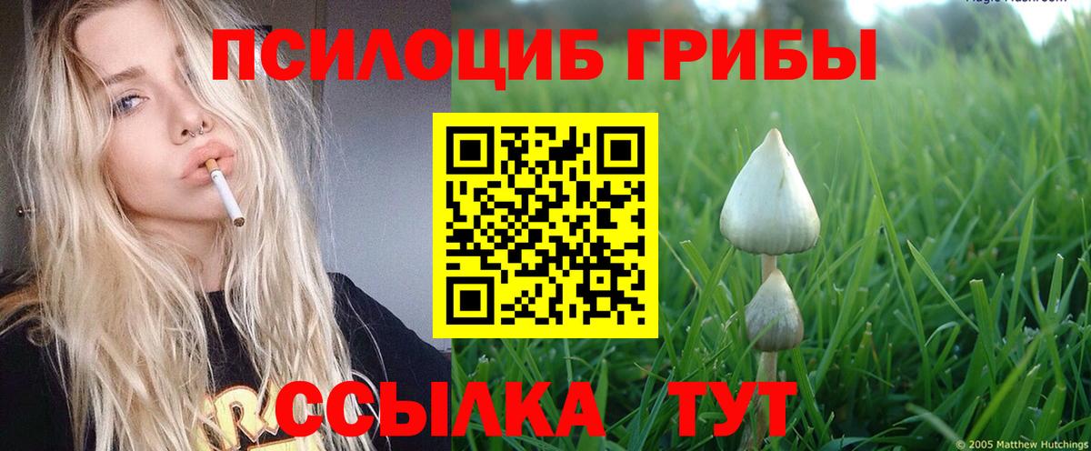 как найти   Галлюциногенные грибы Psilocybe  Вход с VPN  Тосно 